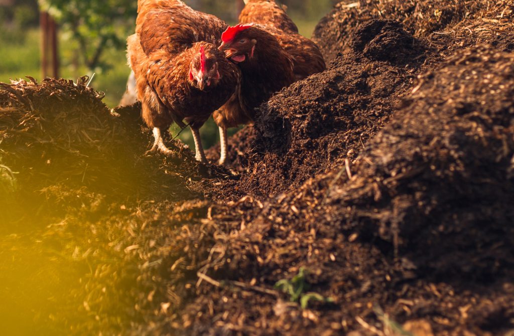 Poultry Manure