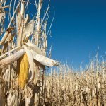 corn based straw