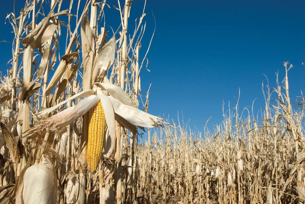 corn based straw