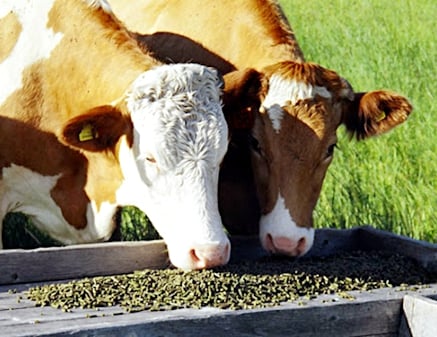 As ruminant feed pellets