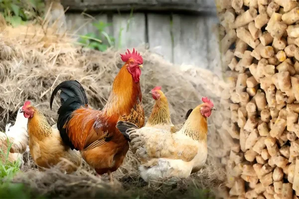 chicken feed pellets